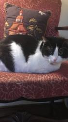 Lost Female Cat last seen Sterling dr, Rincon, GA 31326