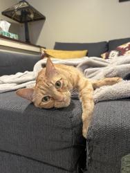 Reunited Male Cat last seen Near E and Wilson Ave, Salt Lake City, UT 84105