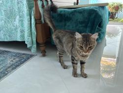 Reunited Unknown Cat last seen SE 6th ave & SE 22nd st. Cape coral, Cape Coral, FL 33990