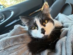 Found/Stray Female Cat last seen Menriv Park, Goose Creek, SC 29445