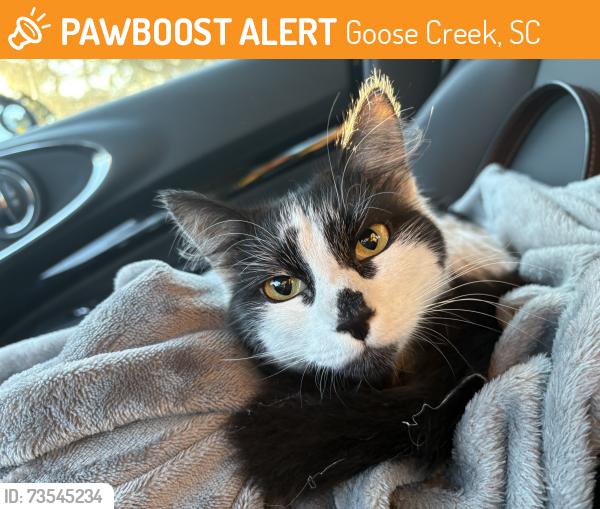 Found/Stray Female Cat last seen Menriv Park, Goose Creek, SC 29445