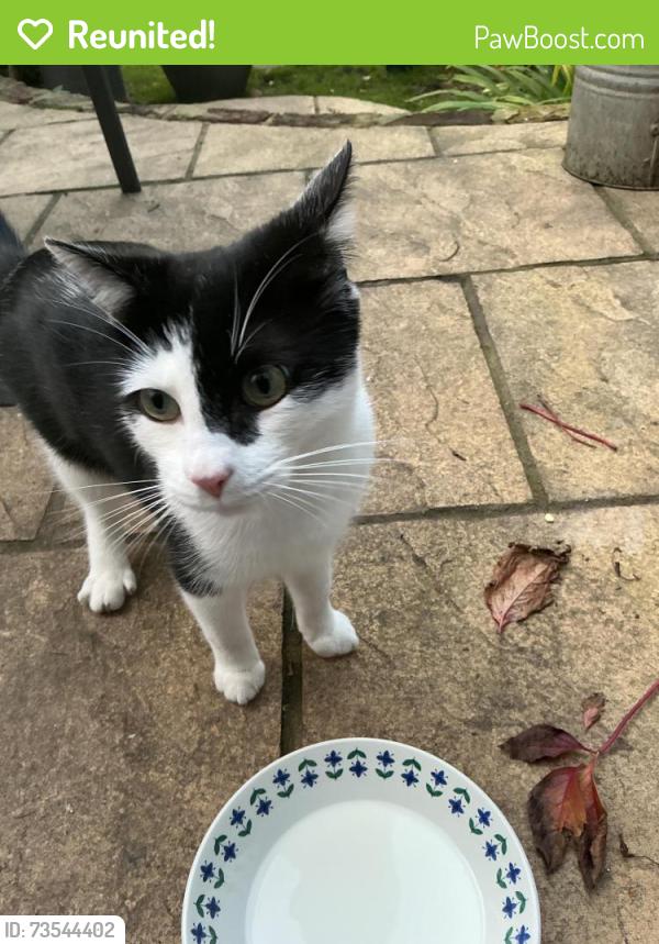 Reunited Unknown Cat last seen Near Weston, Greater London, England BR3 4SP