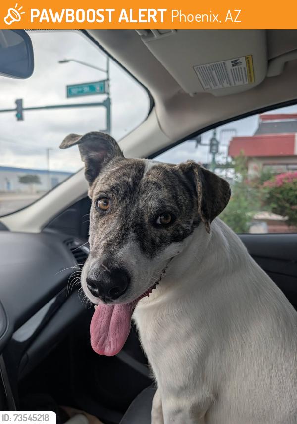 Found/Stray Male Dog last seen 13th st and van buren st, Phoenix, AZ 85034