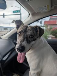 Found/Stray Male Dog last seen 13th st and van buren st, Phoenix, AZ 85034