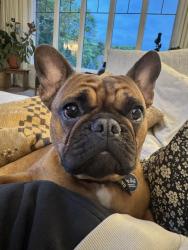 Lost Female Dog last seen 57th and Tomar, Sioux Falls, SD 57105