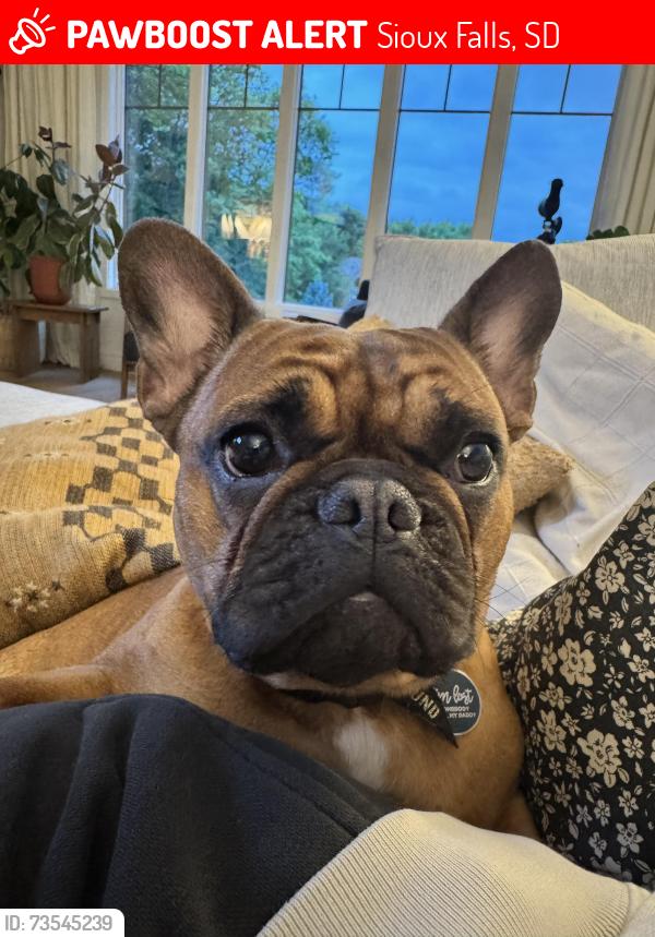 Lost Female Dog last seen 57th and Tomar, Sioux Falls, SD 57105