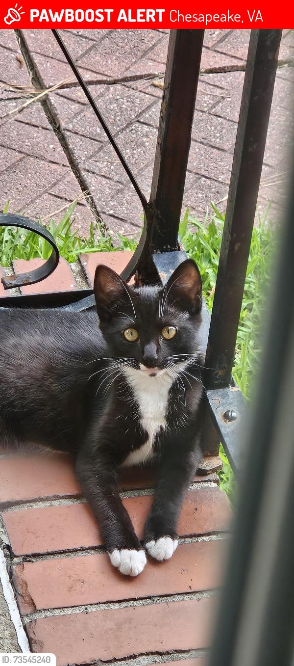 Lost Unknown Cat last seen Mattox Drive, Chesapeake, VA 23325