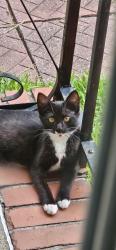 Lost Unknown Cat last seen Mattox Drive, Chesapeake, VA 23325