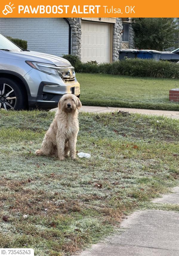 Found/Stray Unknown Dog last seen 56th and peoria, Tulsa, OK 74105