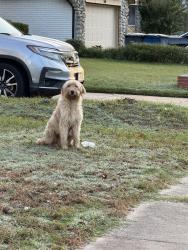 Found/Stray Unknown Dog last seen 56th and peoria, Tulsa, OK 74105