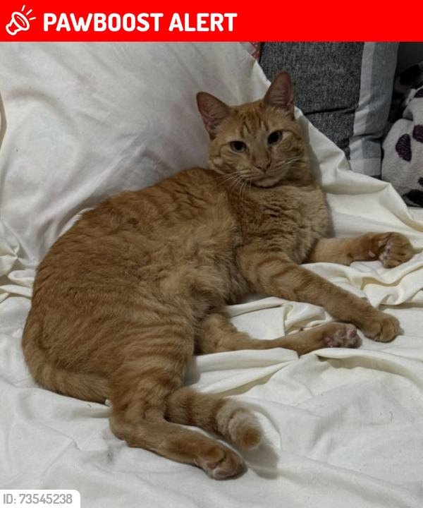 Lost Male Cat last seen Rua sorocaba, 834, jardim américa, Indaiatuba/SP, Jardim America, SP 13339-390