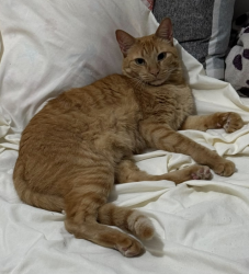 Lost Male Cat last seen Rua sorocaba, 834, jardim américa, Indaiatuba/SP, Jardim America, SP 13339-390