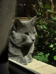Lost Male Cat last seen Near W 100 S (Gateway area in SLC), Salt Lake City, UT 84101