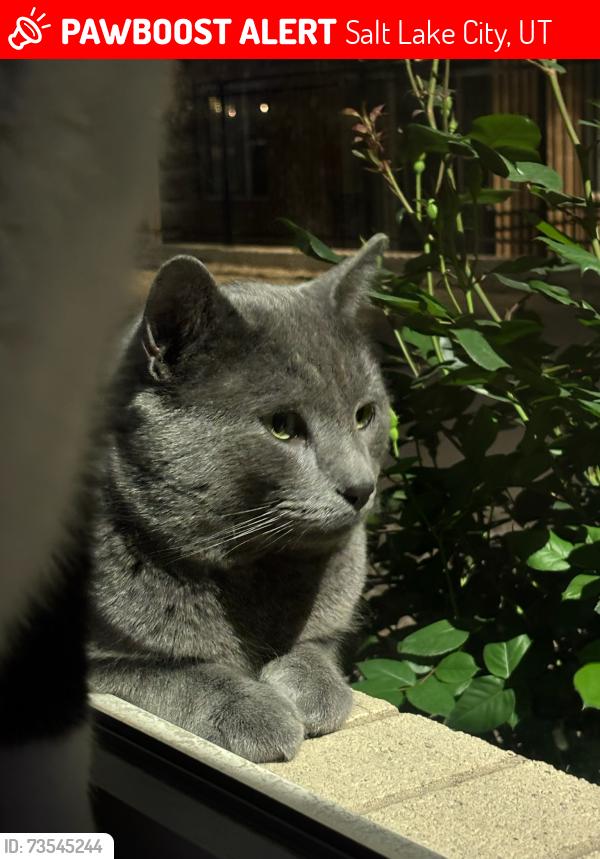 Lost Male Cat last seen Near W 100 S (Gateway area in SLC), Salt Lake City, UT 84101