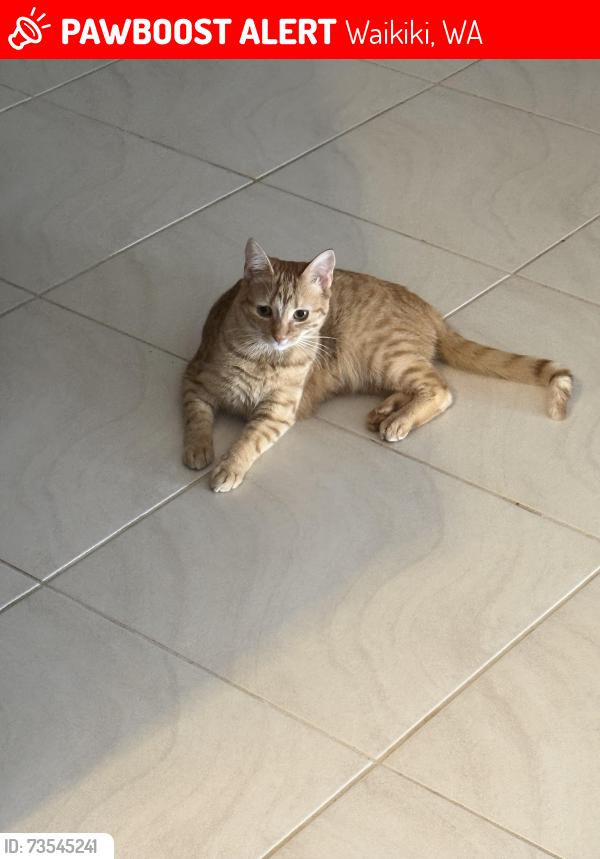 Lost Female Cat last seen Baycliff turn adjacent to read street, Waikiki, WA 6169