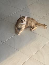 Lost Female Cat last seen Baycliff turn adjacent to read street, Waikiki, WA 6169