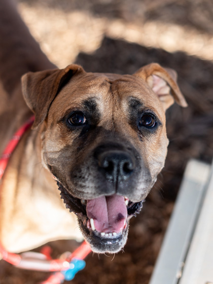 Shelter Stray Female Dog last seen Near Wellington Circle Lithonia, 30058, 30058, GA, 3280 Chamblee Dunwoody Rd, Chamblee, GA 30341, USA