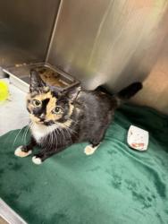 Shelter Stray Female Cat last seen Near Monmouth Dr Stone Mountain GA 30083, 30083, GA, 3280 Chamblee Dunwoody Rd, Chamblee, GA 30341, USA