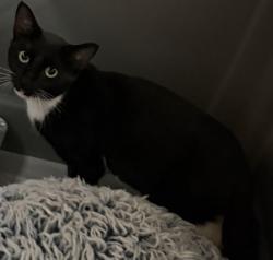 Shelter Stray Female Cat last seen Near Market Cres, CLARKSTON, GA, 30021, 30021, GA, 3280 Chamblee Dunwoody Rd, Chamblee, GA 30341, USA