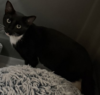 Shelter Stray Female Cat last seen Near Market Cres, CLARKSTON, GA, 30021, 30021, GA, 3280 Chamblee Dunwoody Rd, Chamblee, GA 30341, USA
