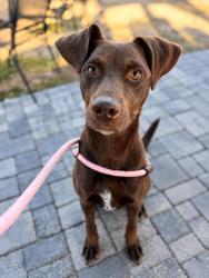 Shelter Stray Female Dog last seen Near The Lakes Dr, South Fulton, GA, 1251 Fulton Industrial Blvd NW, Atlanta, GA 30336, USA