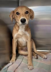 Shelter Stray Male Dog last seen Near Plainville Circle, Atlanta, GA, 1251 Fulton Industrial Blvd NW, Atlanta, GA 30336, USA