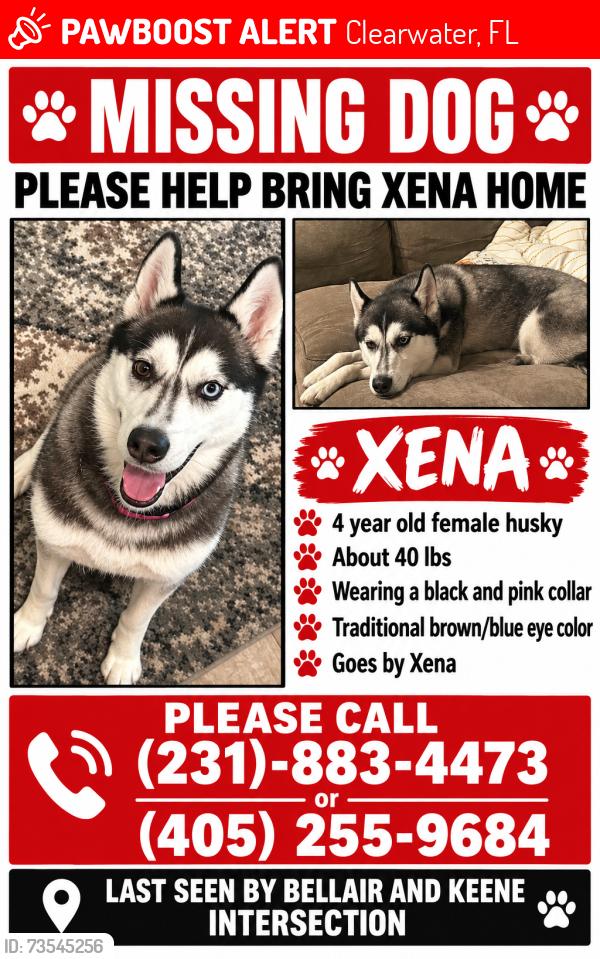 Lost Female Dog last seen Bellair and Keene, Clearwater, FL 33764