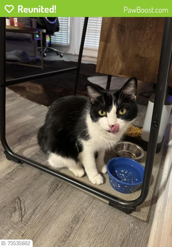 Reunited Female Cat last seen Gardner Drive and Westside Pkwy, Alpharetta, GA 30009