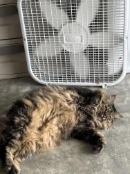 Reunited Female Cat last seen Avendesora rd and Kensley rd, Killeen, TX 76542