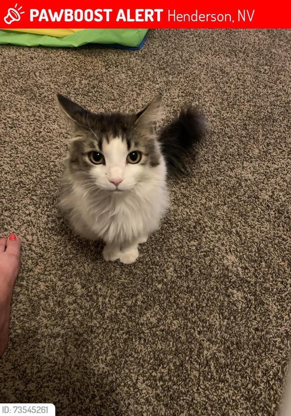 Lost Female Cat last seen Wigwam, Henderson, NV 89074