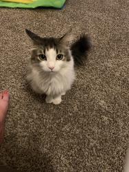 Lost Female Cat last seen Wigwam, Henderson, NV 89074