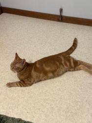 Lost Male Cat last seen Northfield Avenue, 3rd St, W Harrison St, W Blaine, W Roosevelt St, Harvard, IL 60033