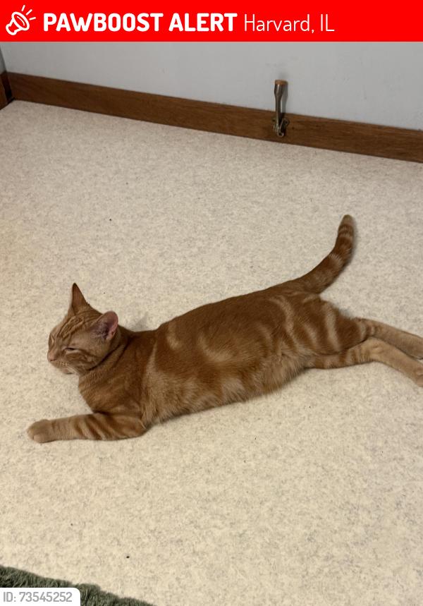 Lost Male Cat last seen Northfield Avenue, 3rd St, W Harrison St, W Blaine, W Roosevelt St, Harvard, IL 60033