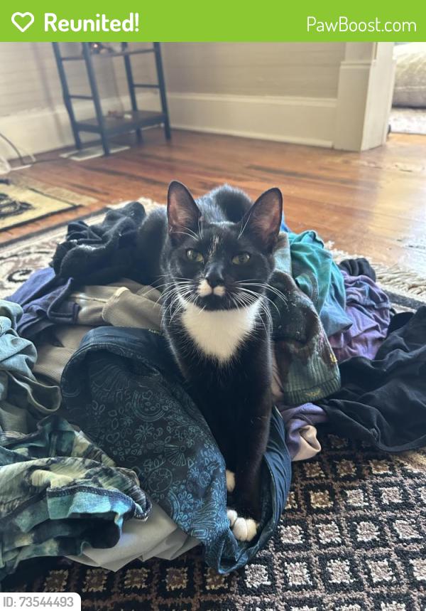 Reunited Female Cat last seen N Hickory Valley Road, Hundley Road, Chattanooga, TN 37416