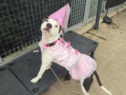 Shelter Stray Female Dog last seen Near Richmond Terrace, STATEN ISLAND, NY, 10301, 3139 Veterans Rd W, Staten Island, NY 10309, USA
