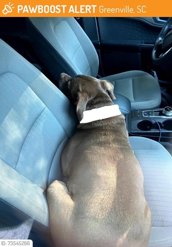 Found/Stray Male Dog last seen Cleveland Park, Greenville, SC 29601