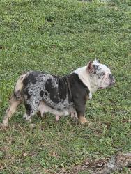 Found/Stray Female Dog last seen 14211sw, Kendall, FL 33176