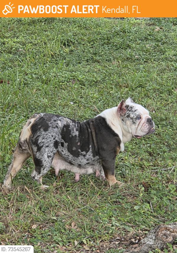 Found/Stray Female Dog last seen 14211sw, Kendall, FL 33176