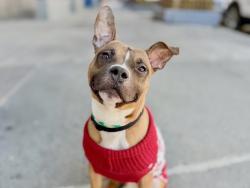 Shelter Stray Male Dog last seen Apt 10A,1980 Park Avenue, NEW YORK, NY, 10037, 326 E 110th St, New York, NY 10029, USA