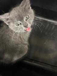 Shelter Stray Female Cat last seen Near Narragansett Court, VIRGINIA BEACH, VA, 23462, 341 S Birdneck Rd, Virginia Beach, VA 23451, USA
