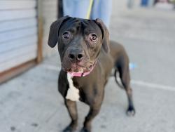 Shelter Stray Male Dog last seen Nereid Avenue, BRONX, NY, 10470, 326 E 110th St, New York, NY 10029, USA