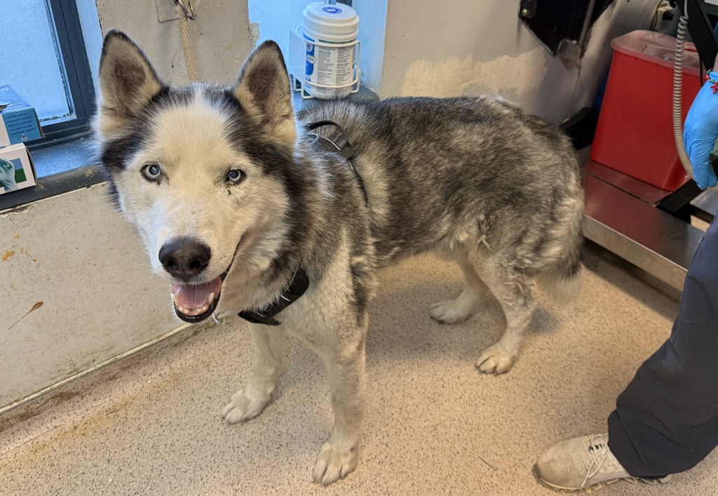 Shelter Stray Male Dog last seen Near W 113th Street, NEW YORK, NY, 10026, 326 E 110th St, New York, NY 10029, USA