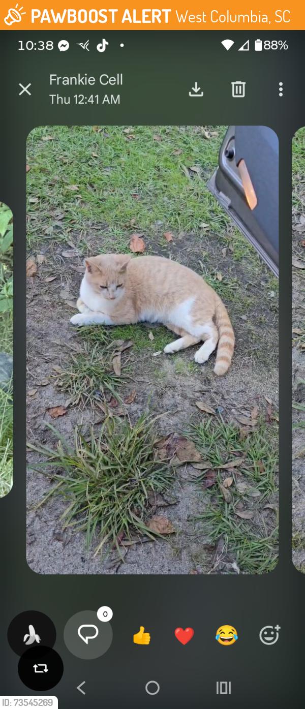 Found/Stray Male Cat last seen Grouchos deli, West Columbia, SC 29169