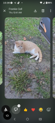 Found/Stray Male Cat last seen Grouchos deli, West Columbia, SC 29169