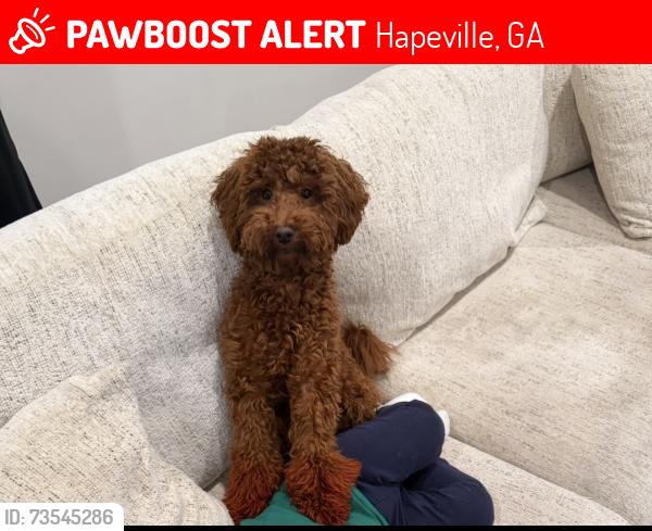 Lost Male Dog last seen North central Ave and Sims St, Hapeville, GA 30354