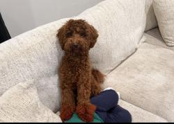 Lost Male Dog last seen North central Ave and Sims St, Hapeville, GA 30354