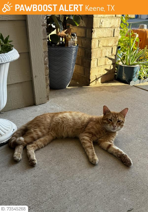 Found/Stray Male Cat last seen SW College, Keene, TX 76031