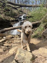 Lost Male Dog last seen Old big cove road, Huntsville, AL 35763
