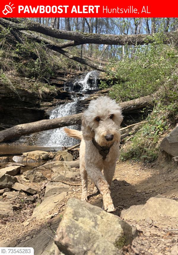 Lost Male Dog last seen Old big cove road, Huntsville, AL 35763