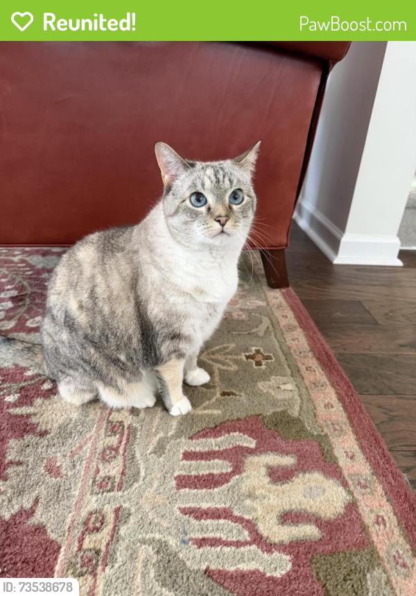 Reunited Female Cat last seen Palisades Alley, Wake Forest, NC 27587